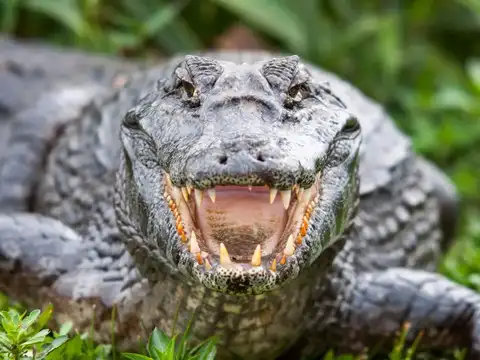 Crocodiles