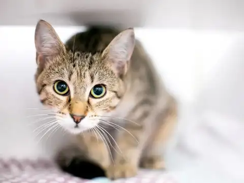 Cats