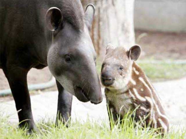 A tapir stands next to her calf at Parque de Las Leyendas Zoo
