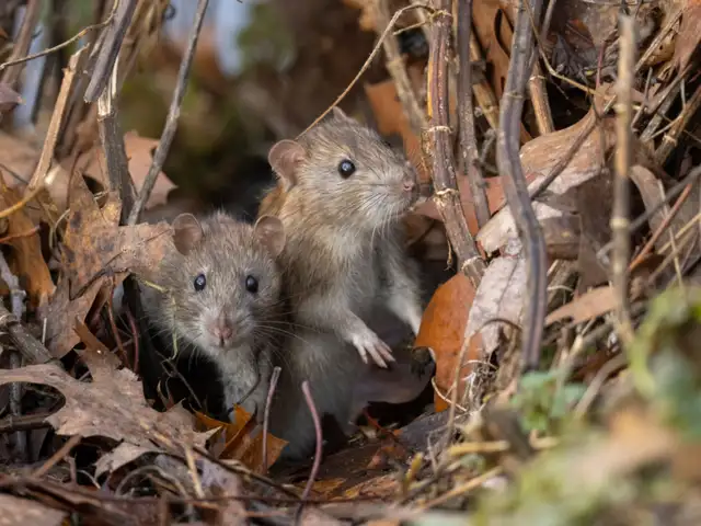 How does Hantavirus spread?