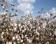 India’s big cotton bet: Can Rs 5,659 cr revive the sector's global leadership?
