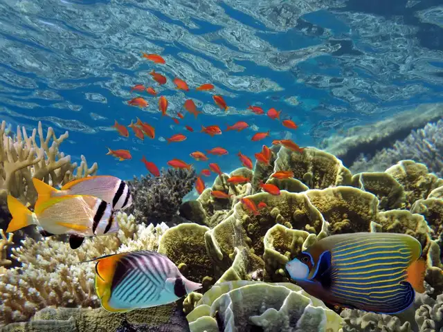 Forgetting reef-safe sunscreen