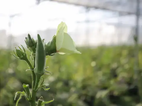 Okra