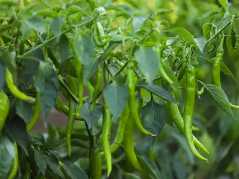 Chillies