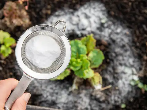 Use baking soda to prevent fungal diseases on garden plants