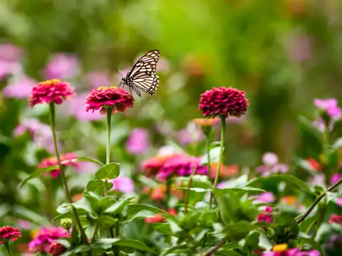 Baking soda can help boost flower growth and healthier blooms