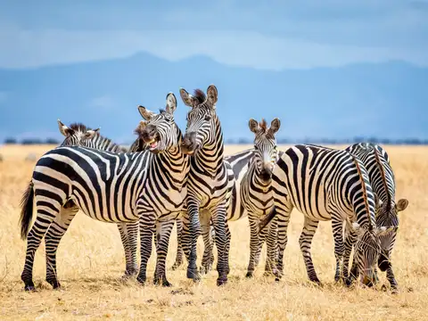 Zebras