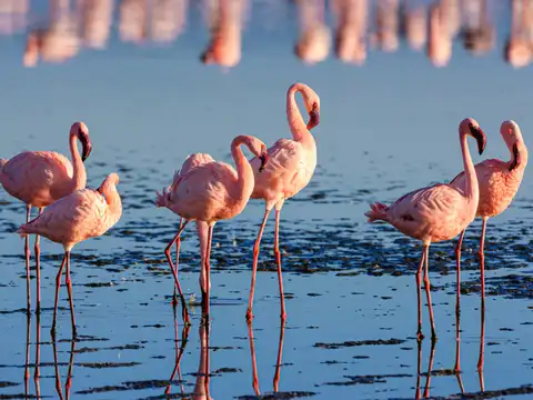 Flamingos