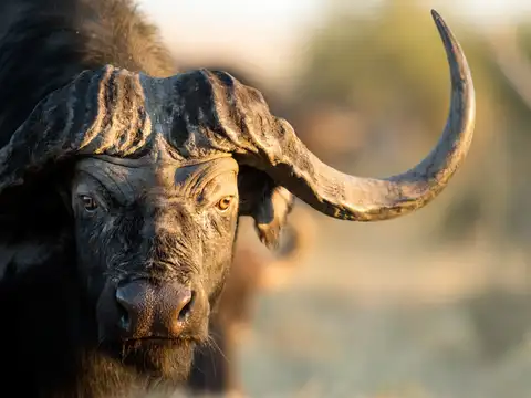 Cows and Buffaloes