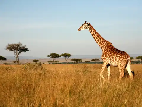 Giraffes