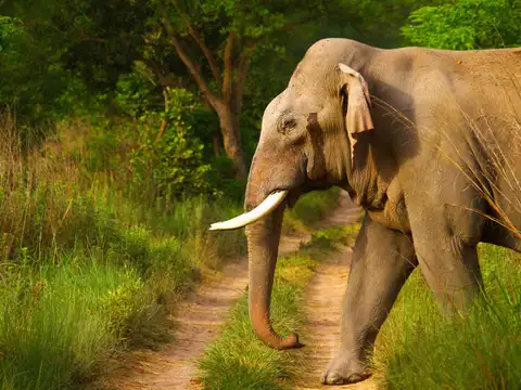 Elephants