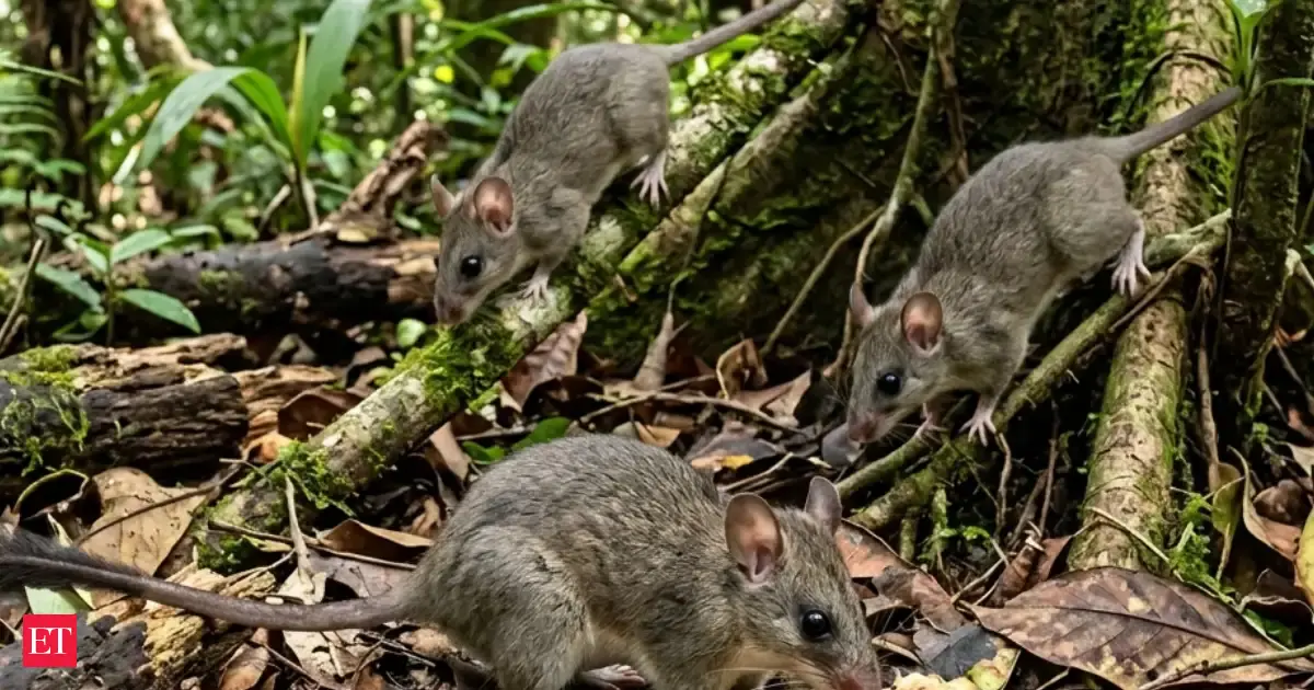 Where native rats disappear, something far more dangerous takes over