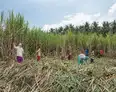 Rs 10 sugarcane FRP hike: Small raise, big questions for farmers and mills