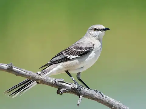 Mockingbird