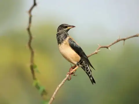 European Starling