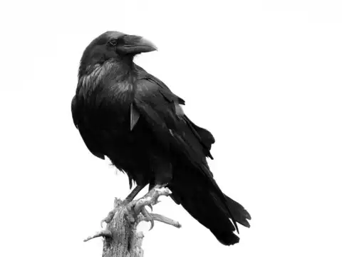 Common Raven