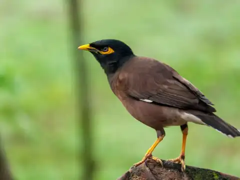 Common Hill Myna