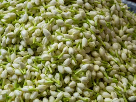 Jasmine (Mogra - The Fragrant Star)