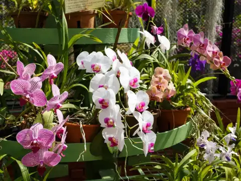 Orchids (The Exotic Touch)