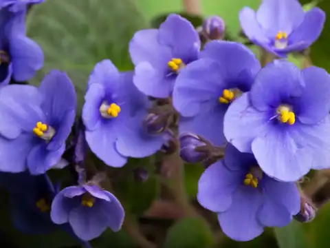 African Violets (The Colorful Companion)