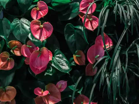 Peace Lily (The Elegant Protector) - 6 easy indoor flower plants you can  grow in your home