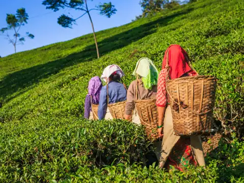 Darjeeling