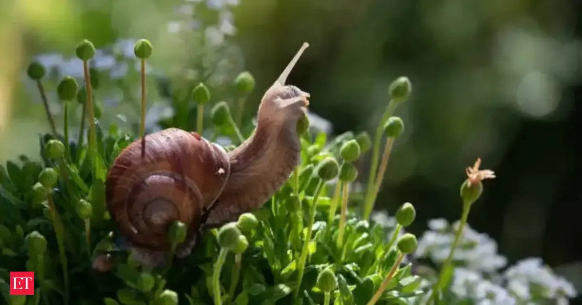 The viral &lsquo;Immortal Snail&rsquo; meme is now a &lsquo;bizarre&rsquo; desktop game &mdash; and you only get one life