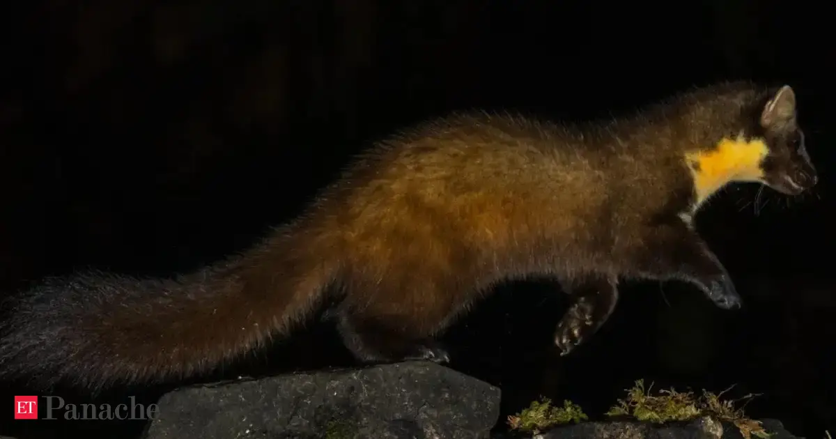 Meet one of nature’s rarest ‘joyful’ creatures spotted in the Western Ghats. Internet calls it a 'beauty'