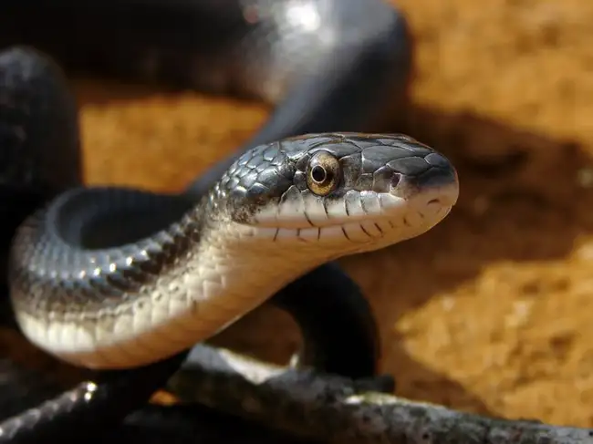 8 fascinating things you probably didn't know about the rat snake