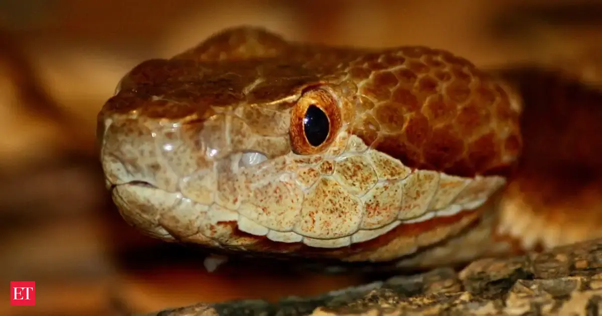 The copperhead snake is almost never lethal — but that doesn't mean it ...