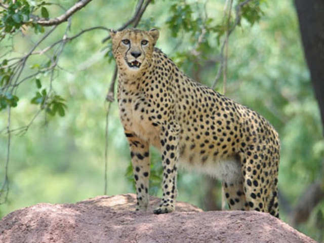 A male African cheetah, Dark