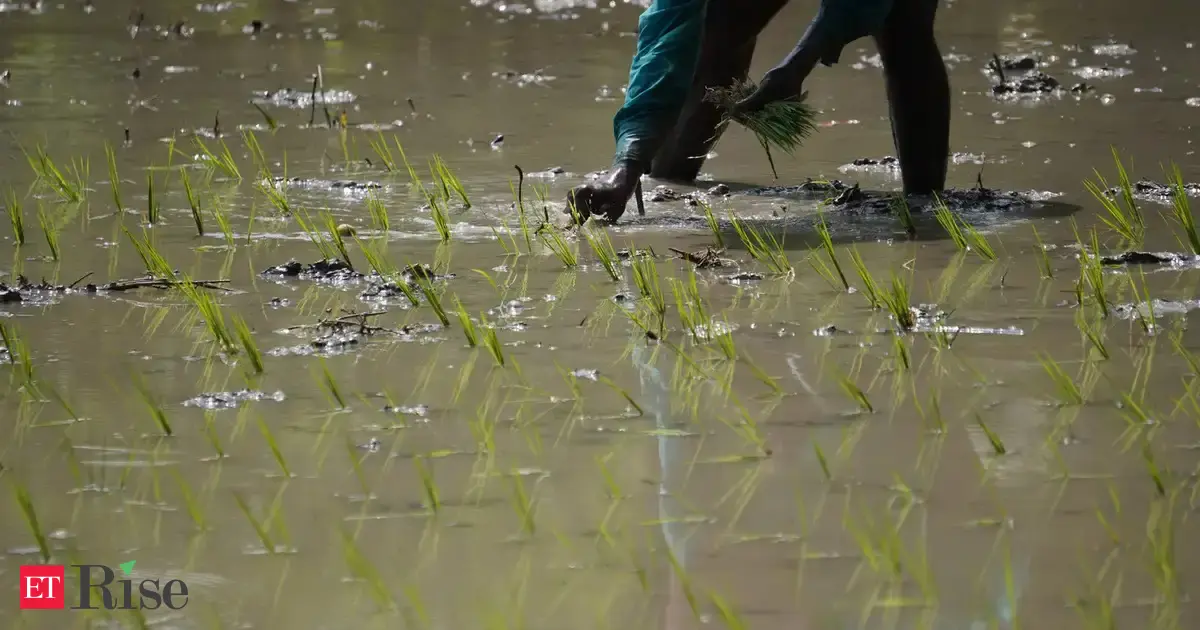 Global rice production set to fall for first time in decade