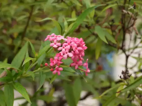 Pentas (Egyptian Starcluster)