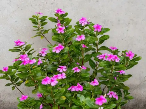 Vinca (Sadabahar)