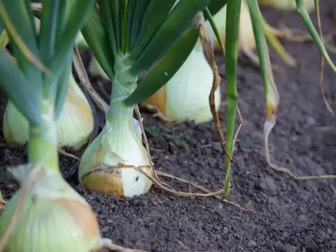 Onion Plant