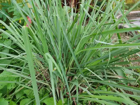Lemongrass