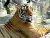 Tiger found dead in Bandhavgarh Tiger Reserve