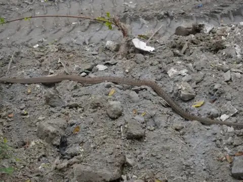 Mysterious Slither Tracks in the Mud or Dust