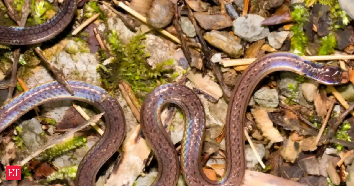 A newly found snake species survives predators by disguising its tail ...