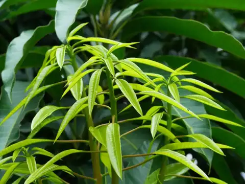 Trim extra branches early