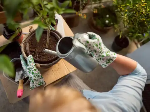 Don&rsquo;t overwater the plant