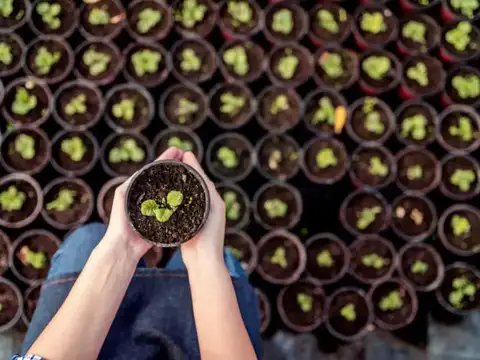 Don&rsquo;t use a tiny pot in the beginning