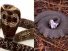 future of molecular biology worldwide: Latest News & Videos, Photos ...
