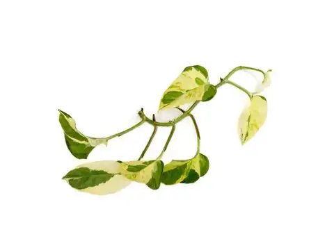 Don&rsquo;t ignore small yellow leaves at the bottom
