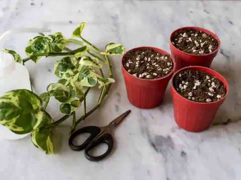 Change the water regularly if you grow it in bottles