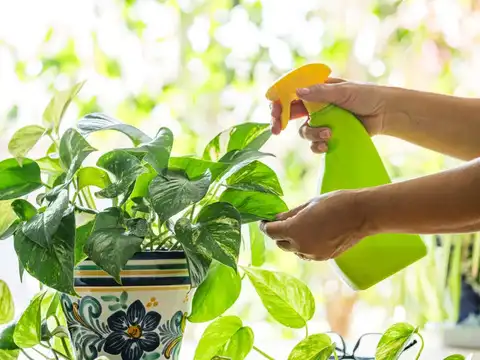 Avoid watering it every single day