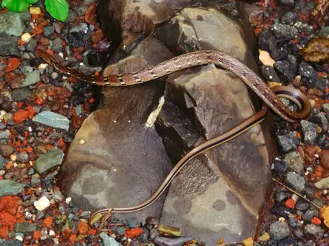 Check for what may have attracted it