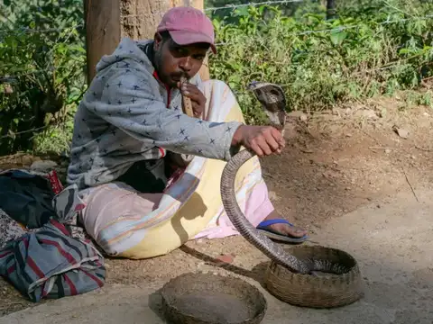 Call a trained snake rescuer instead of local guesswork
