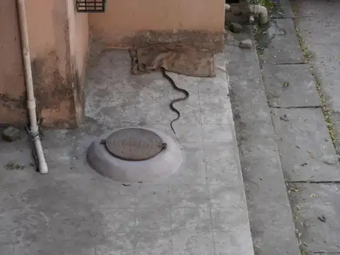 Do not lose sight of where the snake goes