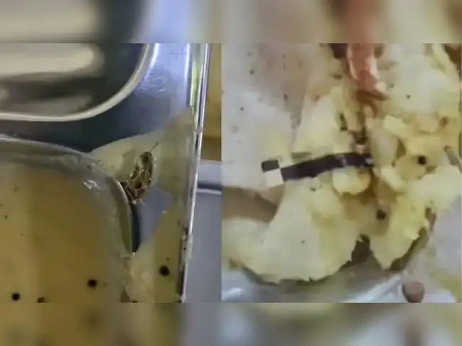 Amid ‘Cockroach Janta Party’ buzz, here’s how a cockroach found in a DU ...